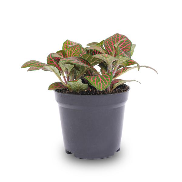Fittonia Rot – Mosaikpflanze – Zimmerpflanze – Terrarienpflanze – Ø9cm – Tropische Pflanze mit roten & grünen Blättern – Helles Plätzchen ohne direkte Sonne 