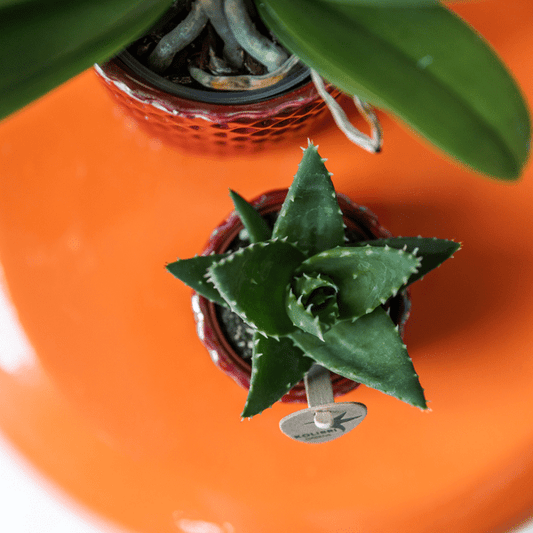 Diamant Perle Dekotopf - Rot - Ø6cm 