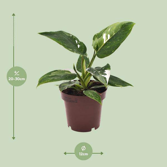 Baumfreund - Philodendron White Princess - Zimmerpflanze - Ø12cm - ↕25cm