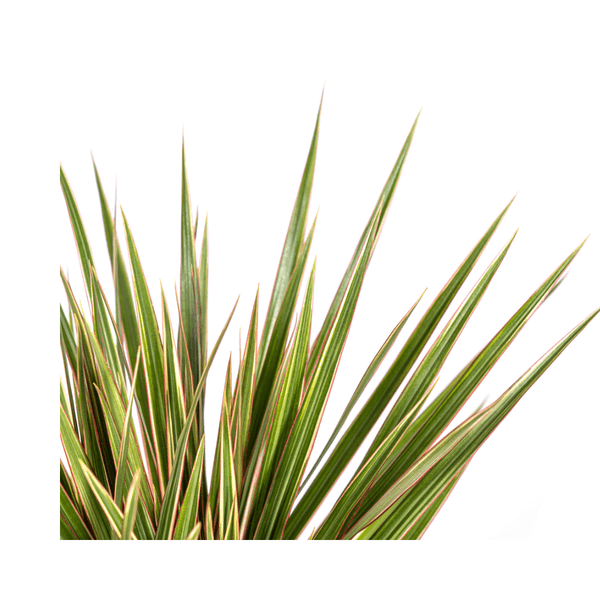 Dracaena Marginata Bicolor Ø17cm - ↕60cm - Oasis of Life