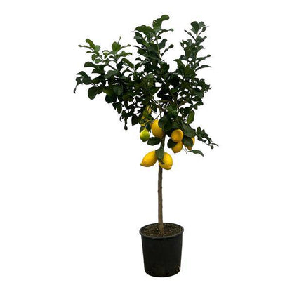 Zitronenbaum - Citrus Lemon - ↕150cm - Ø24cm
