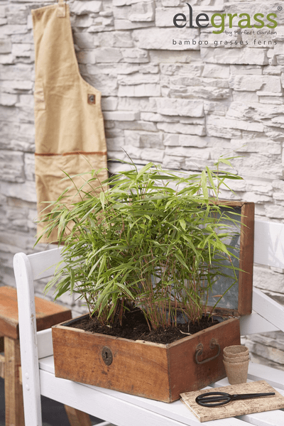 Schirmbambus - Fargesia rufa - Ø14cm - ↨40cm