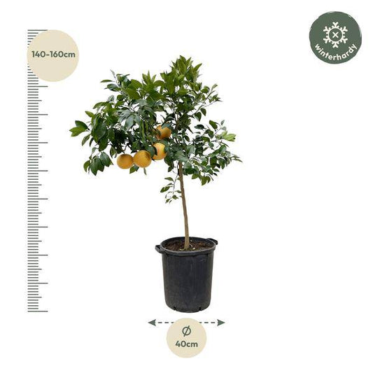 Pomelobaum – Citrus Pompelmo 150cm – Ø40cm – Mediterrane Zitruspflanze mit duftenden Blüten & Früchten – Kübelpflanze für Garten, Terrasse, Balkon & Wintergarten 