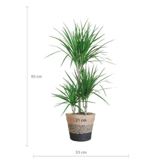 Dracaena Marginata – Drachenbaum – Zimmerpflanze ca. 95cm – ø21cm – inkl. Pflanzenkorb Lissabon Schwarz – Pflegeleichte Grünpflanze im Jute-Korb für Wohnzimmer & Büro 