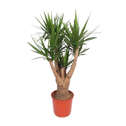 Riesen-Palmlilie - Yucca Elephantipes - Zimmerpflanze - 160cm - ø32cm