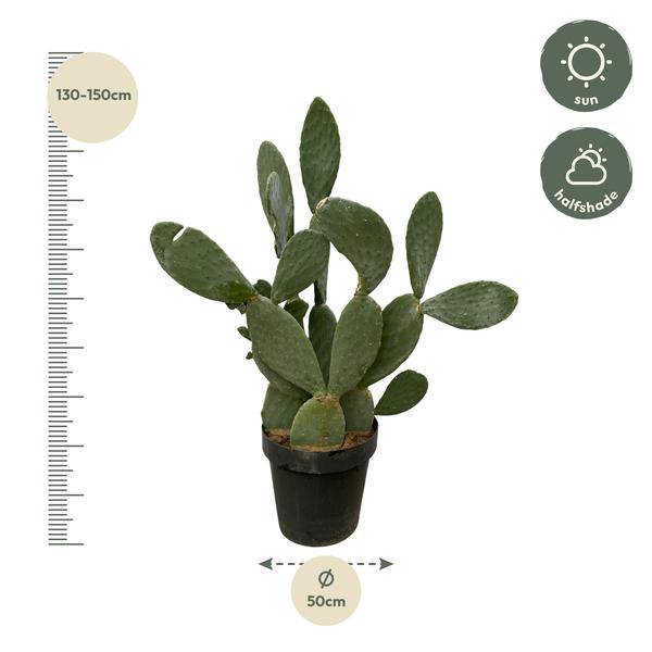 Opuntia Ficus Indica - Feigenkaktus - Zimmerpflanze - ↕140 cm - Ø50cm