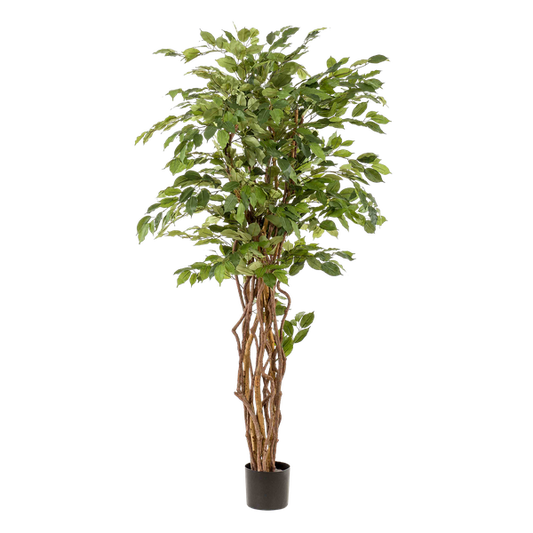 Ficus Liana – Künstliche Zimmerpflanze – ↕170 cm – Realistische Stiefmütterchen-Pflanze – Dekoration für Wohnzimmer, Flur & Wintergarten