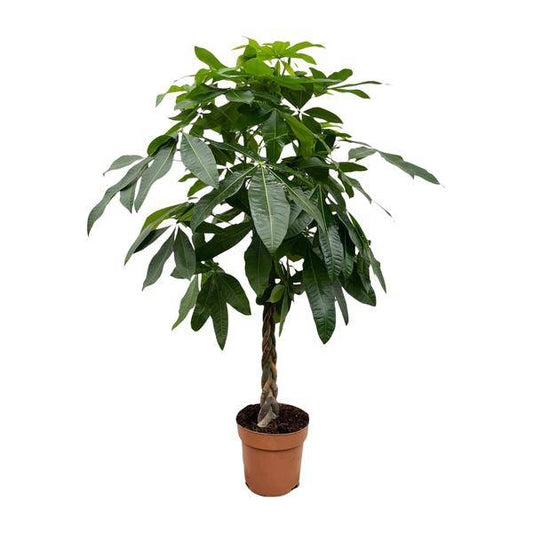 Glückskastanie – Pachira Aquatica – 180 cm hoch – Ø27 cm Topf – Geldbaum als Zimmerpflanze – Luftreinigend & pflegeleicht – Ideal für Wohnzimmer, Büro & Innenräume 