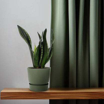 Bogenhanf – Sansevieria Whitney – Schwiegermutterzunge – Ø12 cm Topf – ca. 27 cm hoch – Luftreinigende Zimmerpflanze