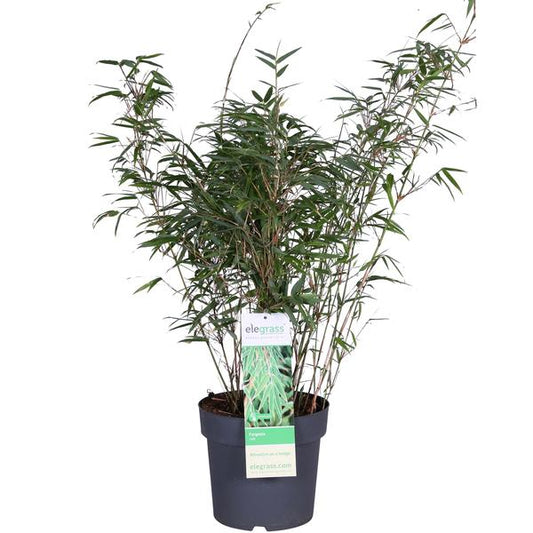 Schirmbambus - Fargesia rufa - Ø23cm - ↕80cm