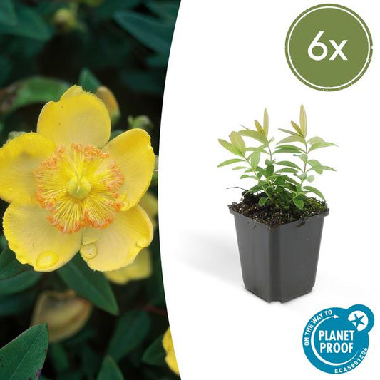 Hypericum calycinum – Großkelchiges Johanniskraut – ↕10-25 cm – Ø9 cm – 6 Pflanzen – Bodendecker & Blühpflanze – Pflegeleicht & sonnig
