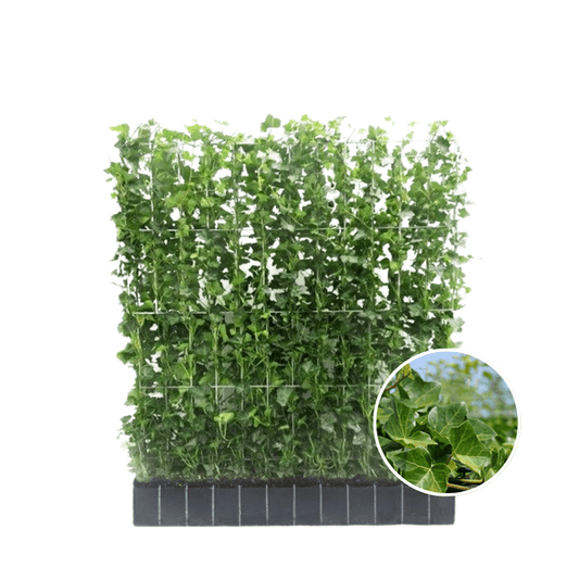 Hedera Hibernica Fertighecke – Efeu-Hecke – Höhe ca. 120cm – Immergrüne Sichtschutzpflanze – Sofortige Privatsphäre für Garten, Terrasse & Außenbereich