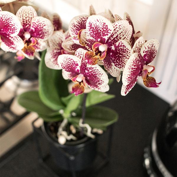 Gelbe rote Phalaenopsis Orchidee - Spanien - Topfgröße Ø9cm | blühende Zimmerpflanze - frisch vom Züchter - Oasis of Life