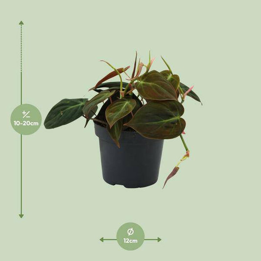Baumfreund - Philodendron Micans - Zimmerpflanze - Ø12cm - ↕15cm 