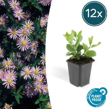 Wild-Aster - Aster ageratoides 'Asran' - ↕10-25cm - Ø9cm - 12 Stück