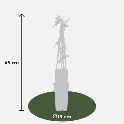 Passionsblume - Passiflora Violett 'Purple Haze' - Ø15cm - ↕65cm 