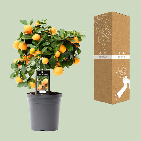 Orangenbaum - Calamondinorange - Citrus Calamondin - Zimmerpflanze - Ø15cm - ↕40cm