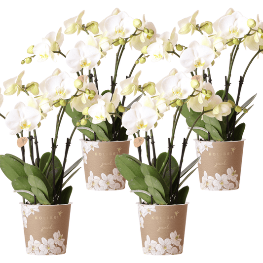 Orchidee Gent Weiß - Topfgröße Ø12cm - Zimmerpflanze - 4 Stück