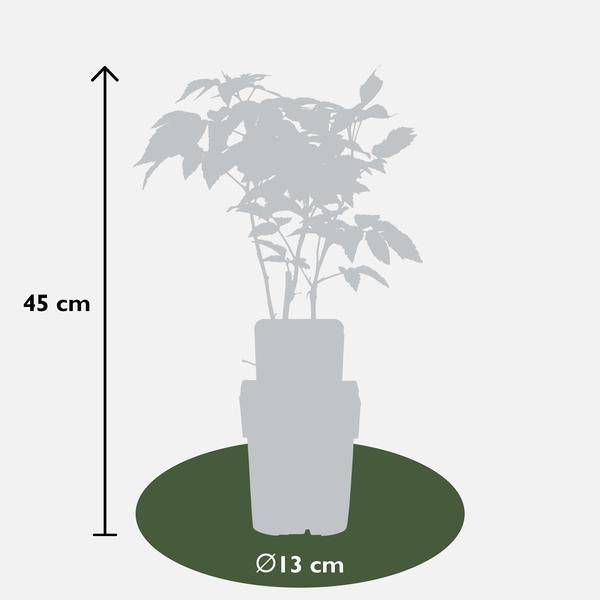 Himbeere - Rubus idaeus 'Malling Promise' - Ø13cm - ↕45cm