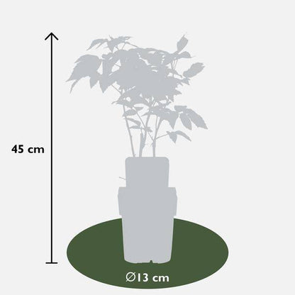 Himbeere - Rubus idaeus 'Malling Promise' - Ø13cm - ↕45cm