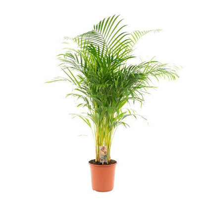 Areca-Palme - Ø24cm - ↕130cm - Oasis of Life