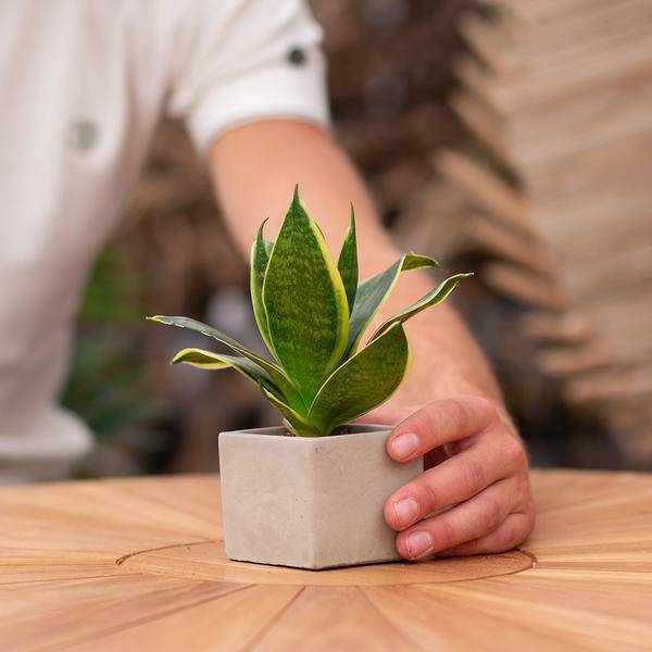 Geschenk Pflanze Sansevieria – Happy Birthday Botschaft – Zimmerpflanze im Design Blumentopf – Persönliches Geburtstagsgeschenk statt Blumenstrauß – Luftreinigend & pflegeleicht 