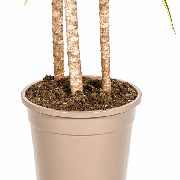 Dracaena Marginata Sonnenstrahl Ø24cm - ↕130 - 150cm