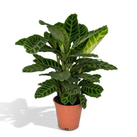 Calathea Zebrina - Pauenpflanze - Ø19cm - ↕80cm - Oasis of Life