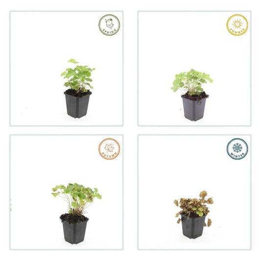 Weicher Frauenmantel Alchemilla mollis – ↕10-25cm – Ø9cm – 6 Pflanzen – Bodendecker & Staude für Beete, schattige Plätze & Garten 