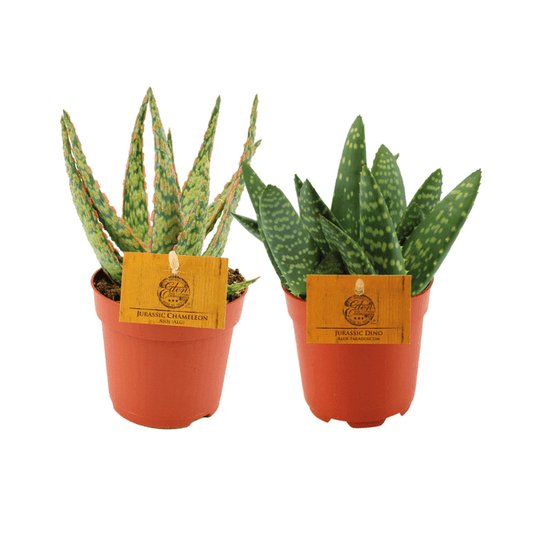 Aloe Vera – Echte Aloe – 2 Zimmerpflanzen – Ø10,5cm – Höhe ca. 15cm – Pflegeleichte Sukkulente – Luftreinigend & vielseitig – Für Wohnung & Büro 