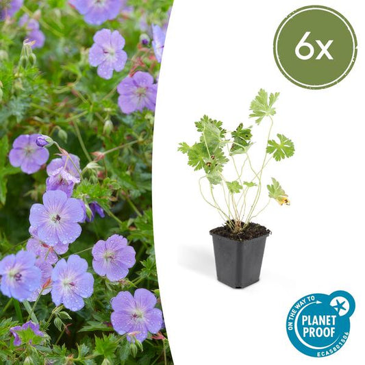 Geranium Rozanne – Storchschnabel – Ø9cm – ↕10-25cm – 6 Pflanzen – Lila Blüten, Bodendecker