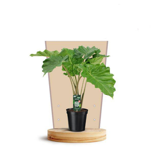 Elefantenohr Alocasia Portodora – Zimmerpflanze – Ø21cm – ↕75cm – Große, dekorative Blätter – Tropische Schönheit für Innenräume