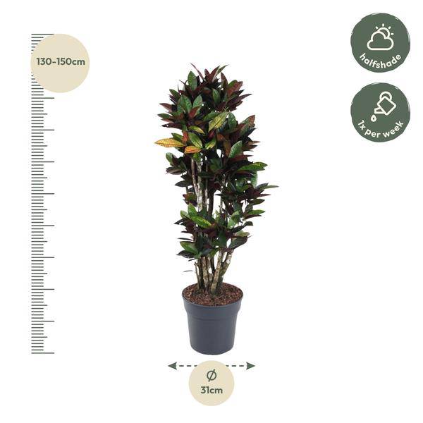 Wunderstrauch - Codiaeum Mrs Iceton - Zimmerpflanze - 140cm - ø31cm