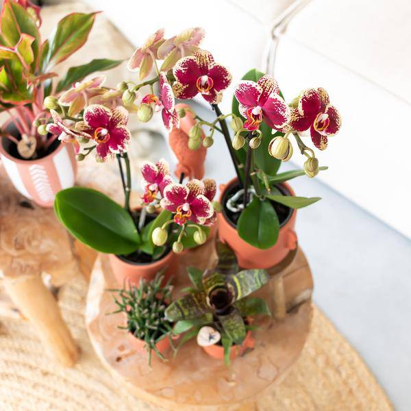 Gelbe rote Phalaenopsis Orchidee - Spanien - Topfgröße Ø9cm | blühende Zimmerpflanze - frisch vom Züchter - Oasis of Life