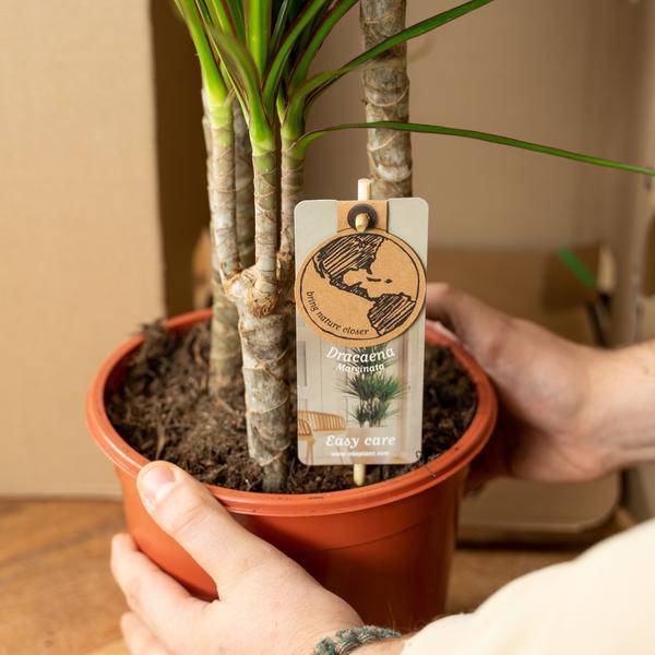 Dracaena ↨70cm - Ø17cm + Yucca ↨90cm - Ø17cm - Oasis of Life