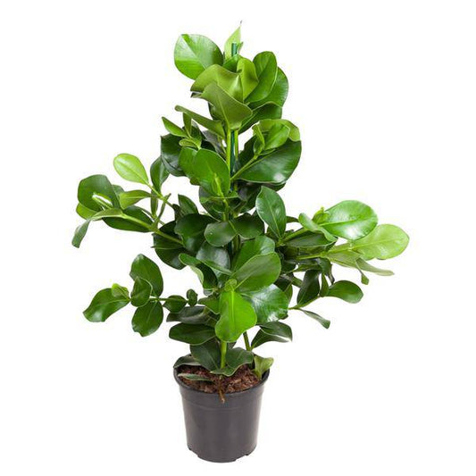 Balsamapfel – Clusia Rosea 130cm – Ø24cm – Zimmerpflanze mit dichten glänzenden Blättern – Robuste pflegeleichte Grünpflanze für Wohnzimmer, Büro & Wintergarten 