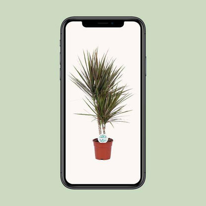 Drachenbaum - Dracaena Bicolor - Zimmerpflanze - Ø17cm - ↕75cm