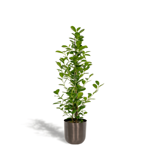 Chinesische Feige - Ficus microcarpa Moclame - Zimmerpflanze - Ø21cm - ↕95cm + Topf Mayk Blei 