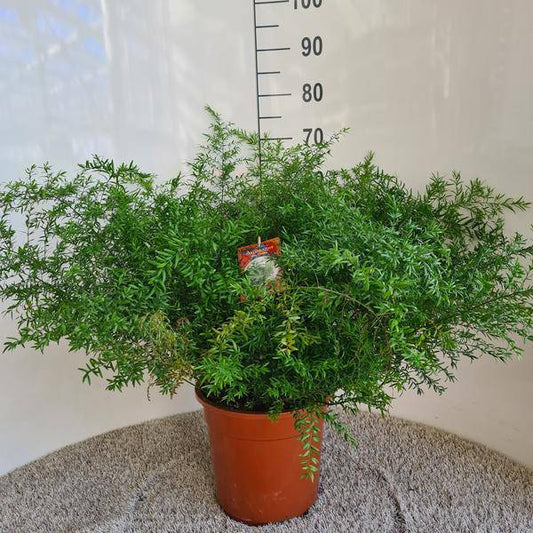 Zierspargel - Asparagus Densiflorus Cwebe - Zimmerpflanze - Ø27cm - ↕65cm 