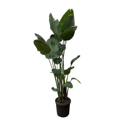 Strelitzia Nicolai - Baumstrelitzie - Zimmerpflanze - 250 cm - ø50cm