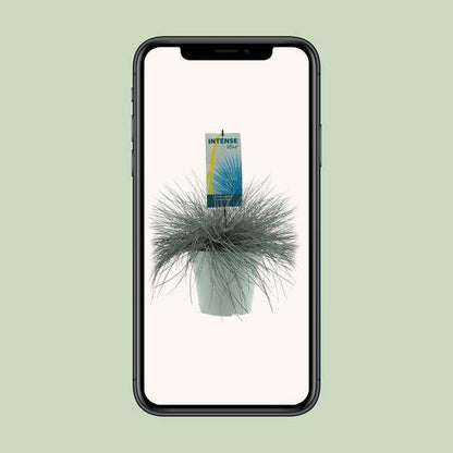 Blau-Schwingel - Festuca Glauca Intense Blue - Ø23cm - ↕50cm