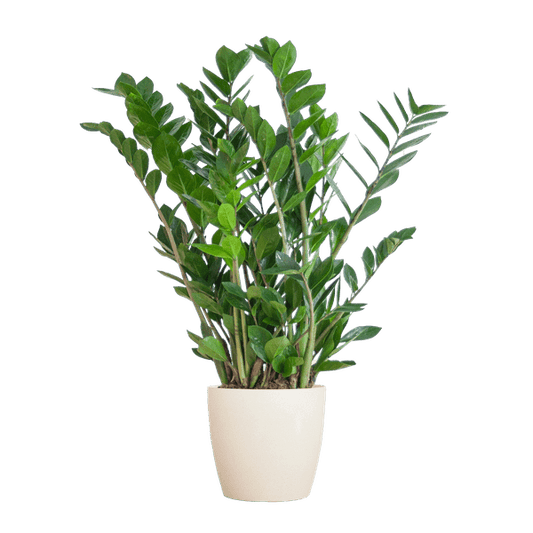 Zamioculcas Zamiifolia - Glücksfeder - Zimmerpflanze ↕80cm - Ø21cm + Topf Viber Weiß