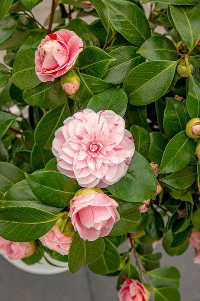 Kamelie - Camellia japonica Bonomiana - Ø19 - ↨65cm 