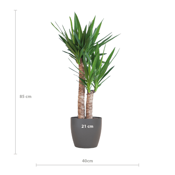 Yucca Elephantipes – Riesen-Palmlilie – Zimmerpflanze – ca. 90cm hoch – Ø21cm – In Übertopf Viber Schwarz – Pflegeleicht & nachhaltig 