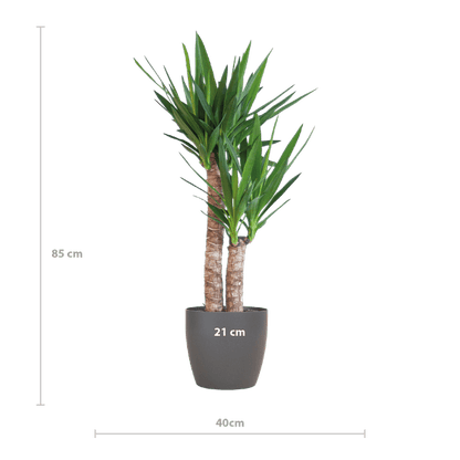 Yucca Elephantipes – Riesen-Palmlilie – Zimmerpflanze – ca. 90cm hoch – Ø21cm – In Übertopf Viber Schwarz – Pflegeleicht & nachhaltig 