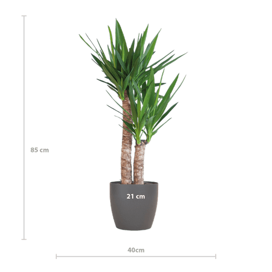 Yucca Elephantipes – Riesen-Palmlilie – Zimmerpflanze – ca. 90cm hoch – Ø21cm – In Übertopf Viber Schwarz – Pflegeleicht & nachhaltig 