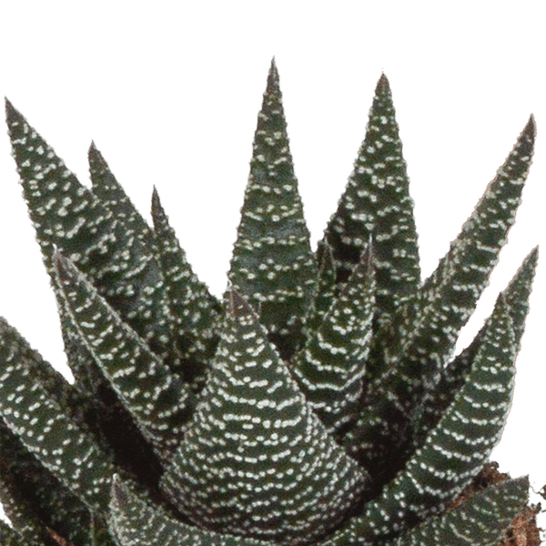 Sukkulente - Gasteria/Haworthia - Mix 8,5cm - 3 Stück