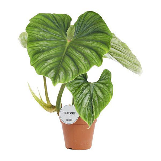 Philodendron Plowmanii – Baumfreund Zimmerpflanze – Ø15cm – ca. 50cm hoch – Luftreinigend & pflegeleicht – Für halbschattige Standorte 