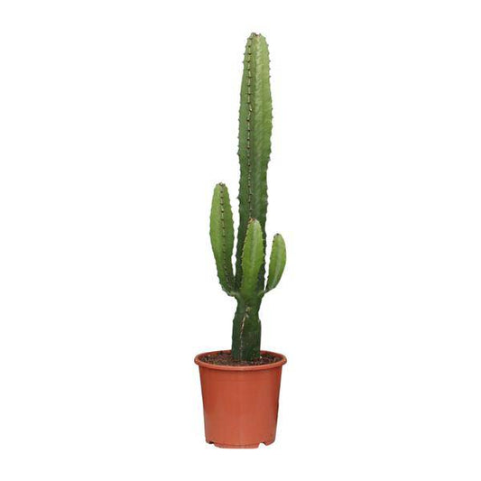 Euphorbia Acrurensis - Ø17cm - ↕50cm - Oasis of Life