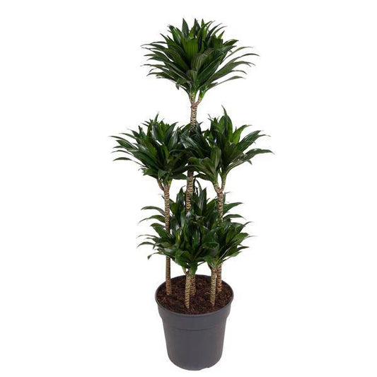 Drachenbaum – Dracaena Compacta Karussell 130cm – Ø31cm – Zimmerpflanze mit dunkelgrünen glänzenden Blättern – Robuste pflegeleichte Grünpflanze für Wohnzimmer, Büro & Wintergarten 